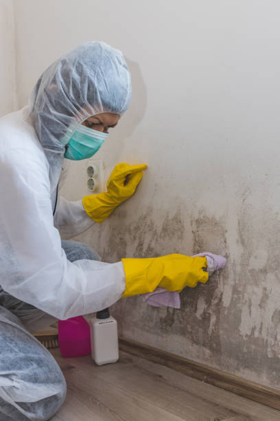Best Environmental Consulting for Mold Prevention  in Topeka, IN