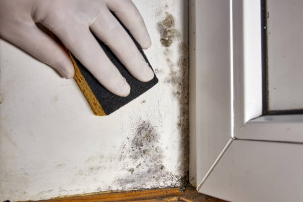 Best Mold-Related Health Consultation  in Topeka, IN